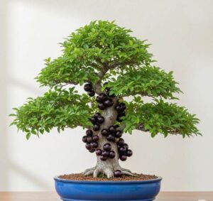 Bonsai de Jabuticaba com seu tronco grosso coberto por frutos roxos e maduros, exibido em um vaso de cerâmica azul sobre um fundo neutro.