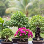 Coleção de bonsais saudáveis de espécies variadas, incluindo um Ficus, uma Bougainvillea com brácteas coloridas e uma Jabuticabeira com frutos no tronco, dispostos em um ambiente que remete a um jardim brasileiro.